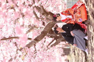 河津桜のロケーション撮影