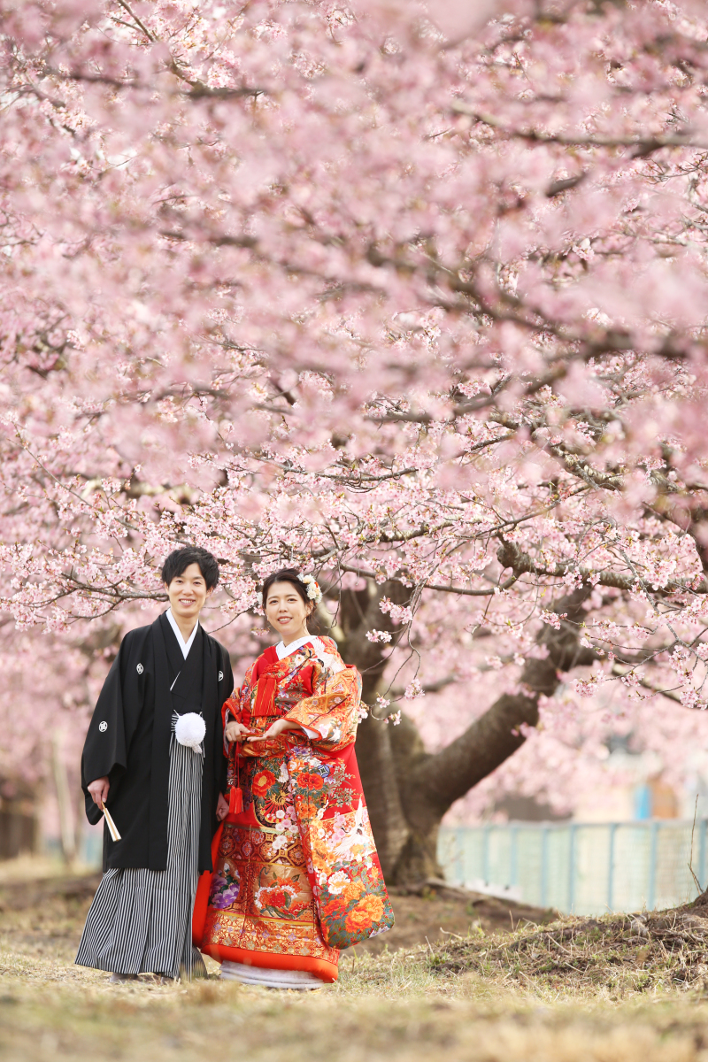 豪快な河津桜の並木も!