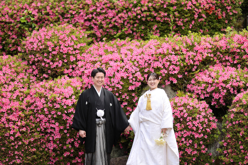 一面に広がるツツジの花