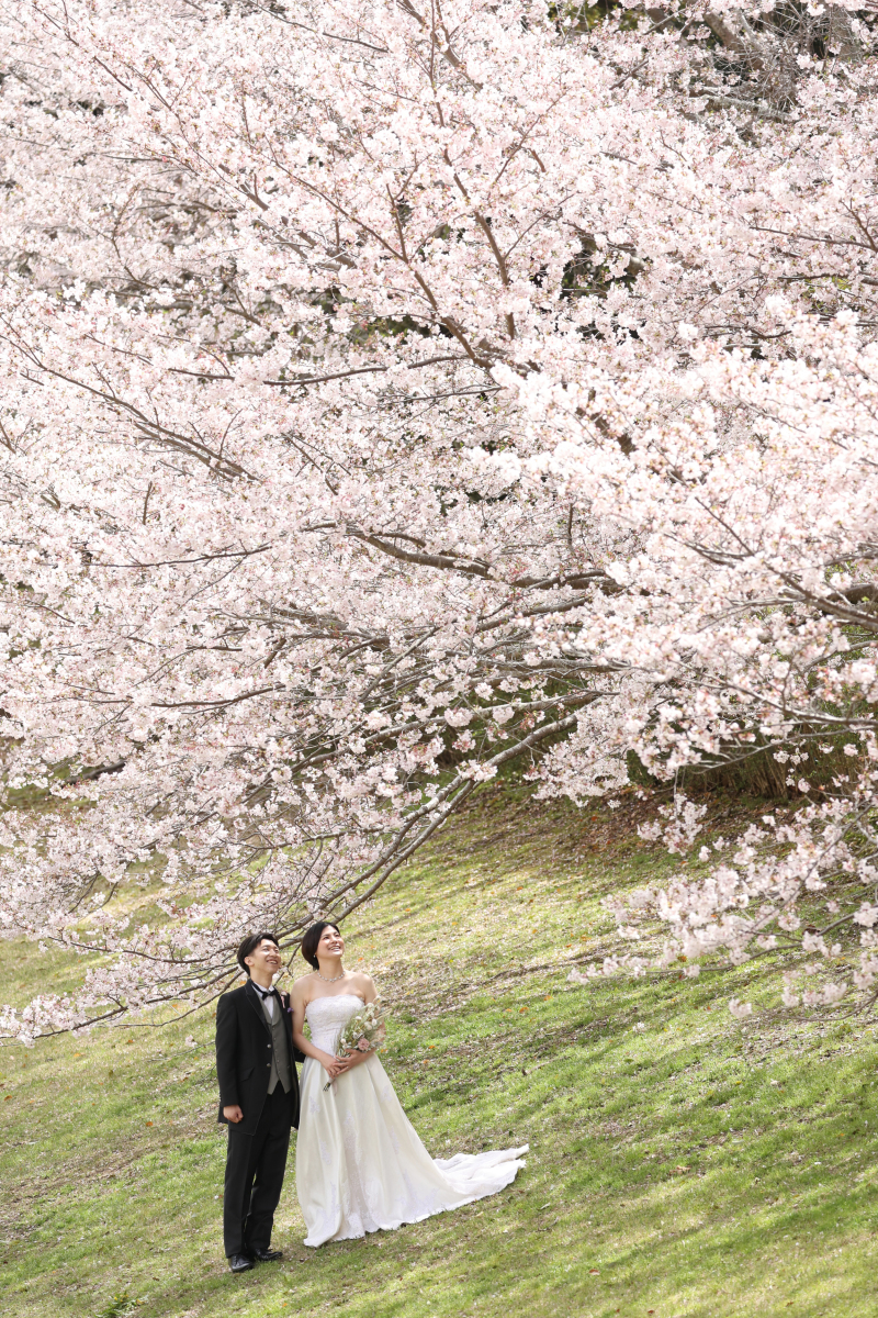 桜の木