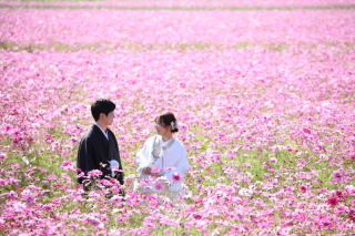 ピンク色一面のコスモス畑と思い出の静岡県立大学