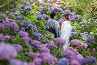 和装紫陽花ロケ＋洋装スタジオ撮影