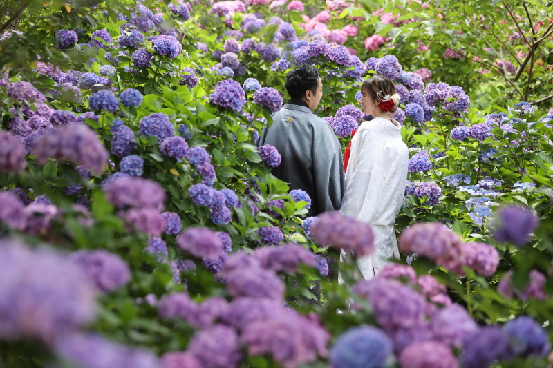 和装紫陽花ロケ+洋装スタジオ撮影