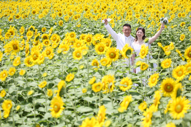 ひまわり畑