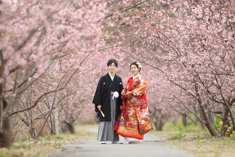 河津桜のトンネル!