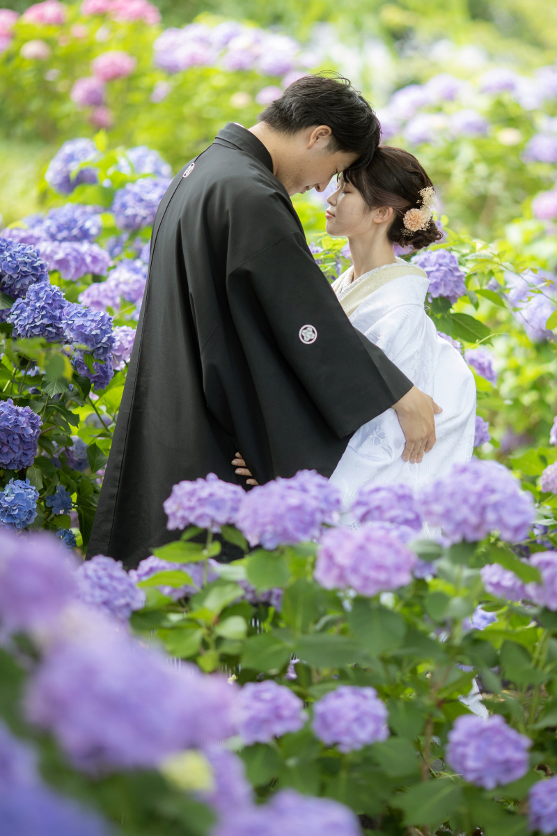 紫陽花畑2
