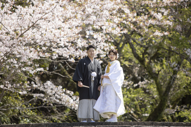 桜ソメイヨシノと三保の神の道 3ヶ所での撮影満喫コース!
