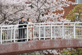 ソメイヨシノ和装ロケ＋洋装スタジオ撮影