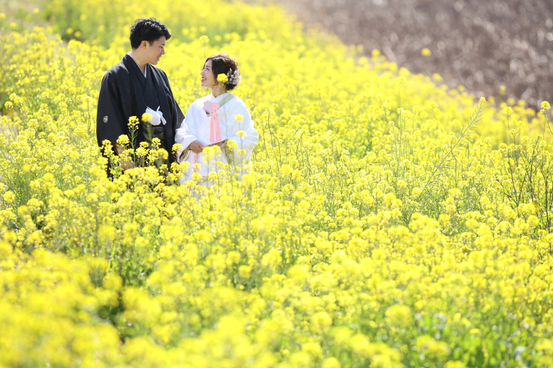 近くに、菜の花畑もありました