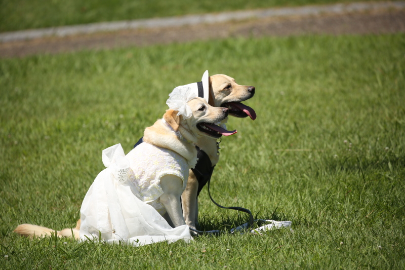 Kスタジオ 草薙店_ペットと一緒に撮影できる
