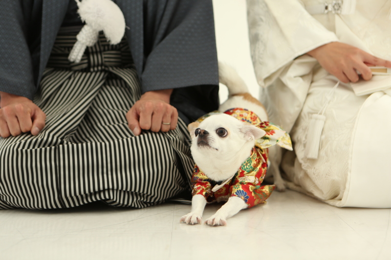 ペット用の着物の無料貸し出しもしています。