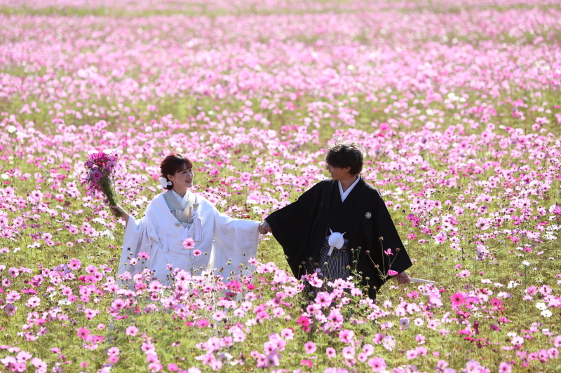 コスモス畑・玉露の里（庭園とお茶室での撮影）【通年】　※コスモス畑は10月〜11月頃
