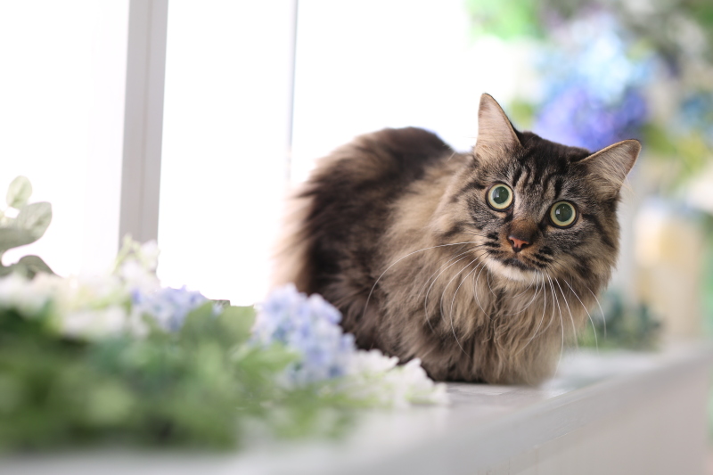 【大切なペットと一緒にスタジオ撮影できるプランです】　【通年】（通常プラン）