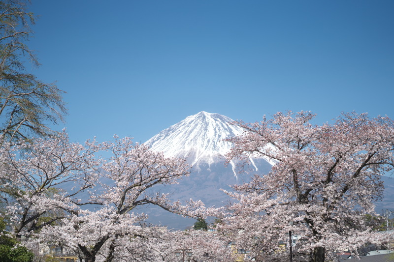 富士山