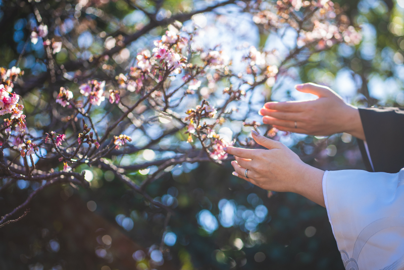 1月の桜