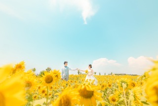 ひまわりと太陽