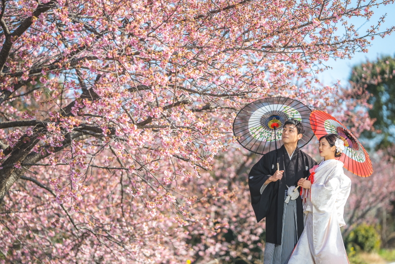 もちろん桜ロケも