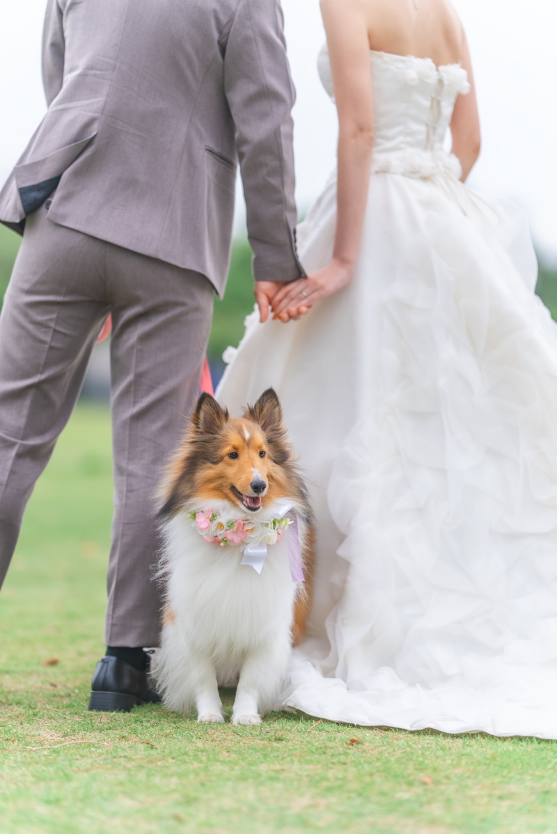 マリエフルーリィ_ペットと一緒に撮影できる