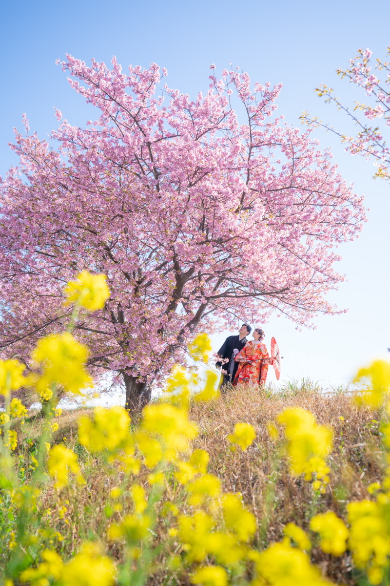 【 桜ロケ 和装と洋装 両方が出来る! 】 2つプラン 桜