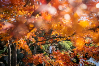 【紅葉】【11月下旬～12月中旬・日本庭園とお茶室のセット】衣裳1点・２ヶ所　和装ロケーション撮影