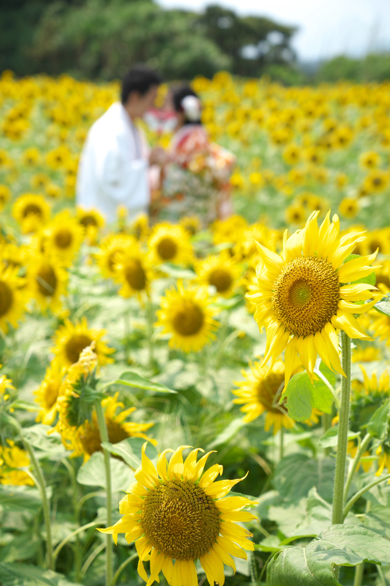 【期間限定7月~10月】ひまわりロケの和装か洋装ロケーション撮影プラン多ポーズ全カット500カット以上!