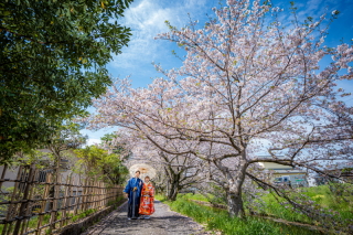 【2026桜ロケ 桜　和装or洋装 選べます ロケ地を追加しても14万円以下　桜ロケーションプラン！