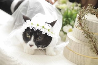 Kimono＆Dress　style 