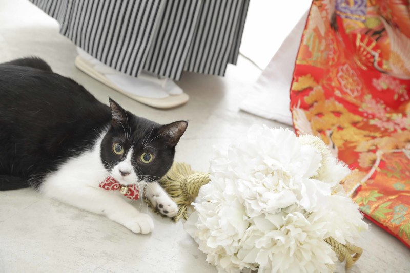 ソロショット(ねこちゃん版)