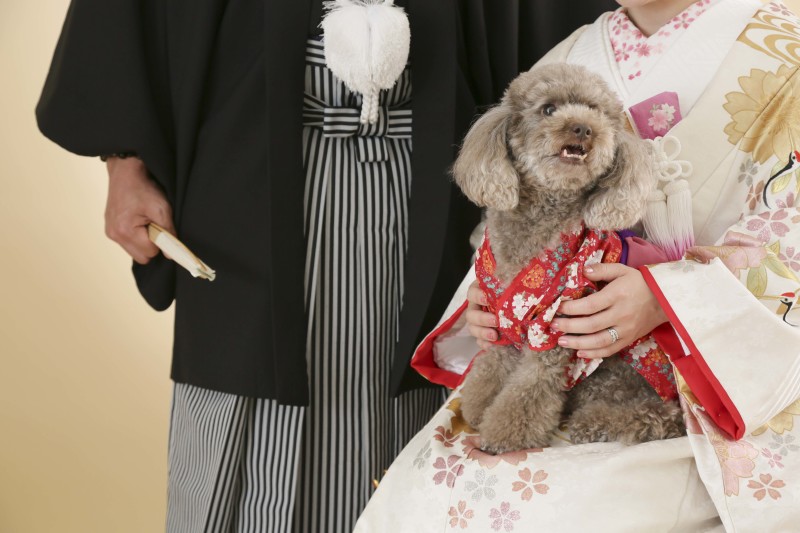 大人気！ペットプラン☆