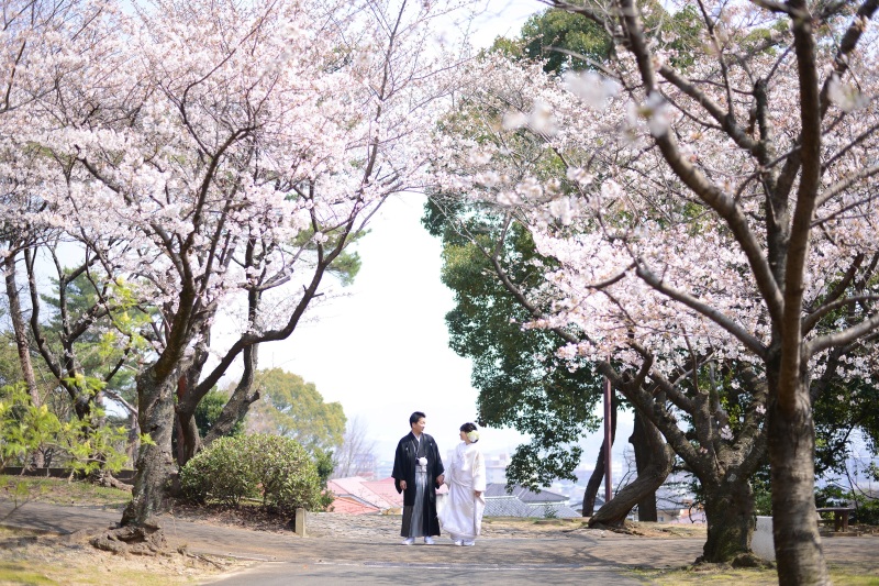 あこがれの桜ロケ