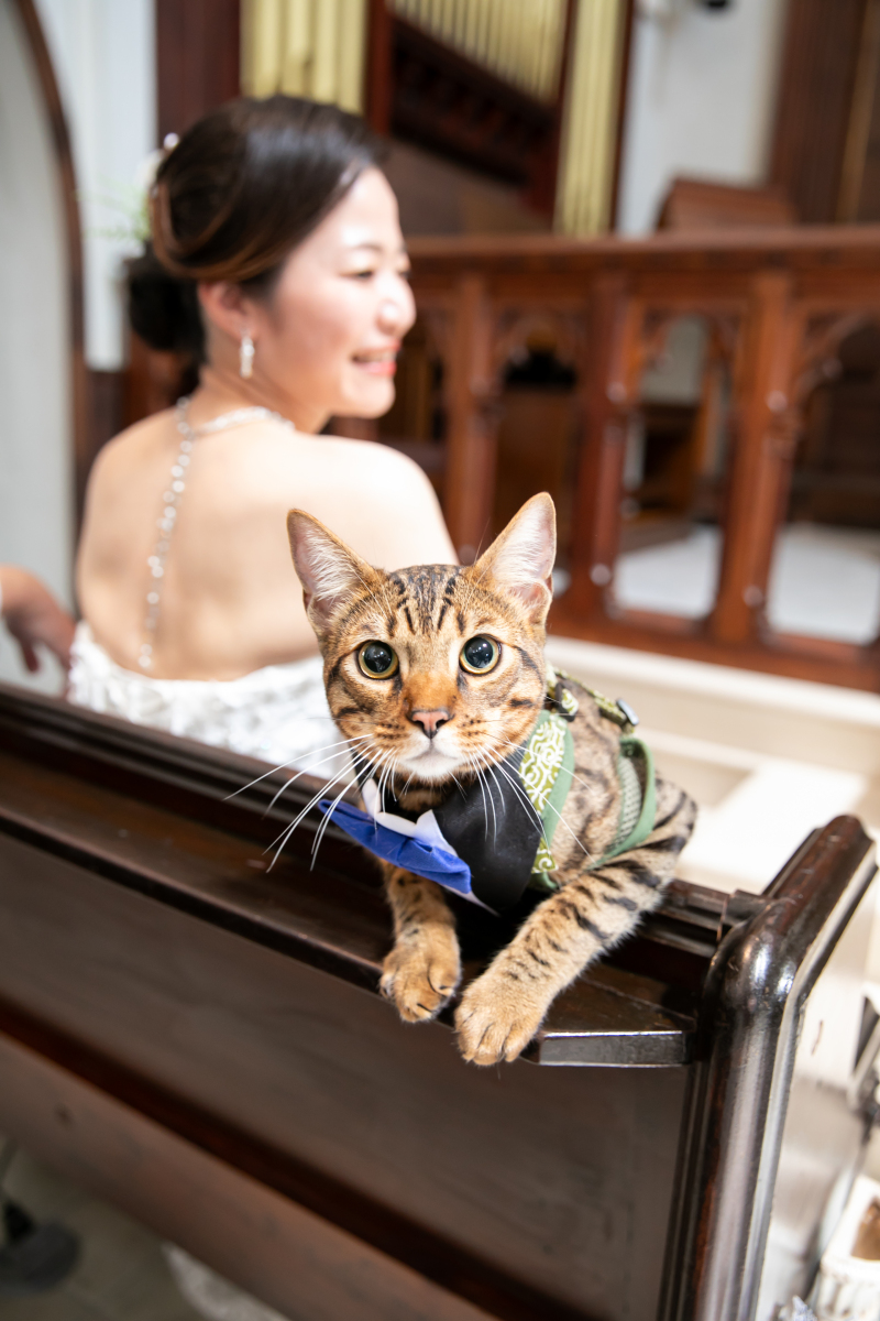 ネコちゃんも参加