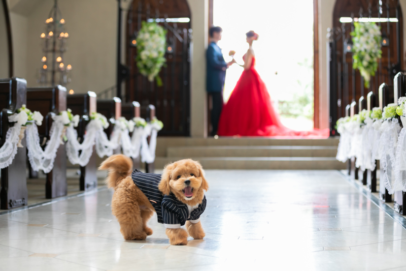 《ペットと撮影》ペットと一緒にドレスで撮影プラン