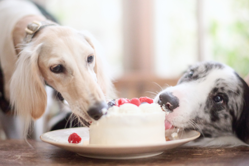 わんちゃんたちも止まらない♪