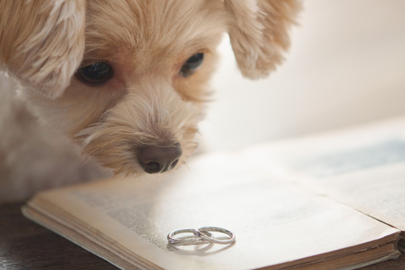 記念の指輪と大切なペットと♡