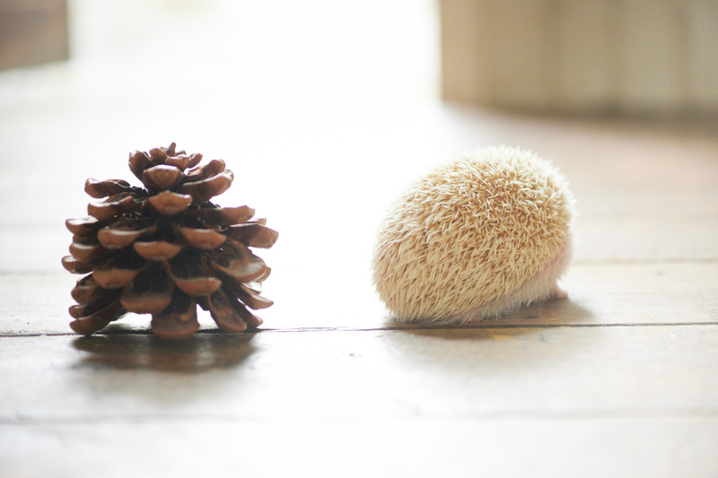 まつぼっくり♡いがぐり