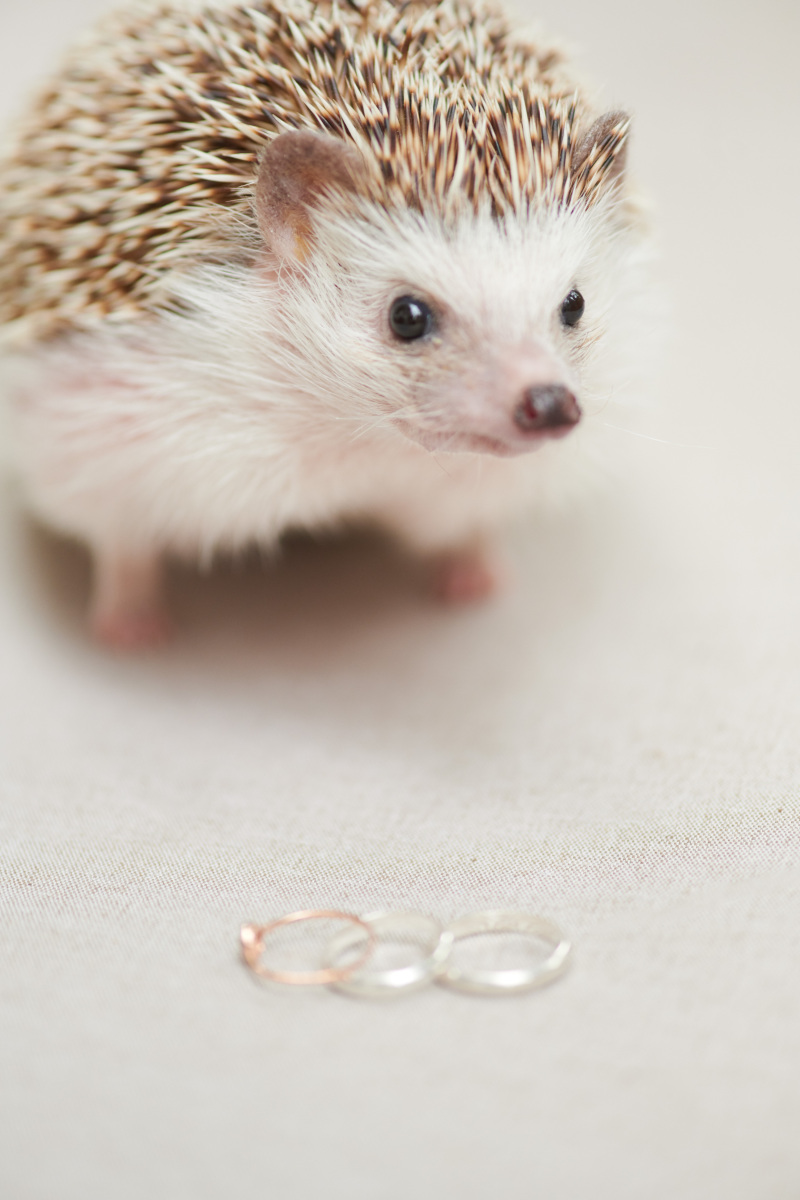 誰もが癒されるコロンと小さなゲスト&小物撮影