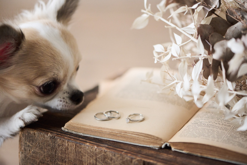 大切な指輪の撮影から♡