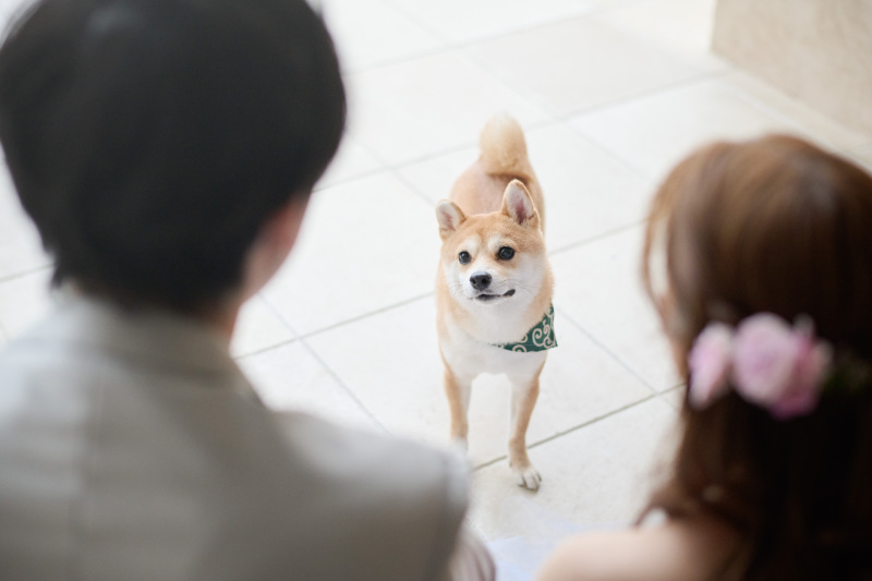 わんちゃんも目が釘付け^^