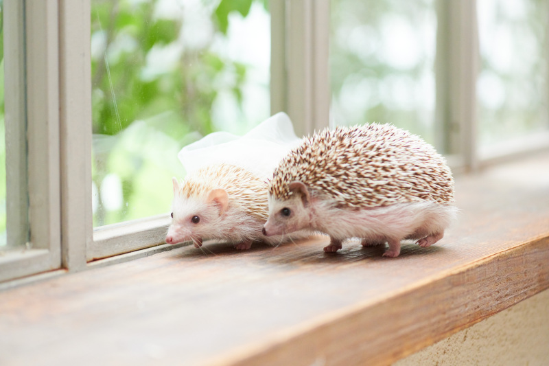 実はペアでご参加のハリネズミちゃんでした♡