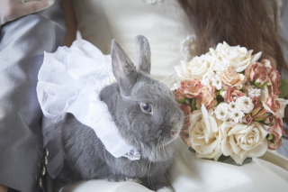 ペットのうさぎちゃんとの撮影♪