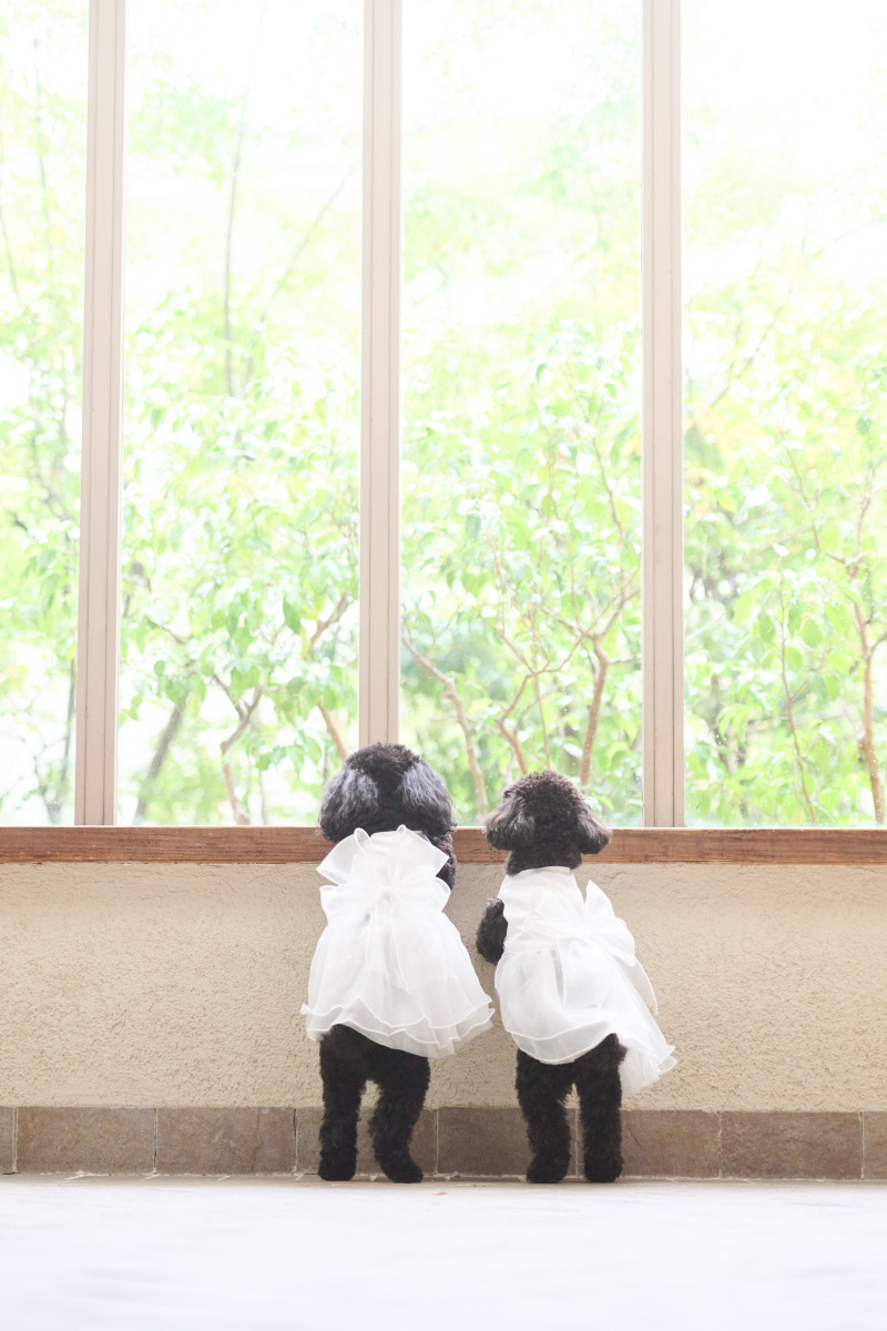 わんちゃんたちも準備万端☆