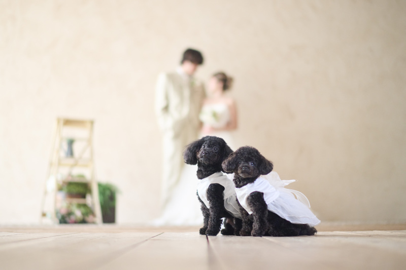 わんちゃん越しのお二人♡