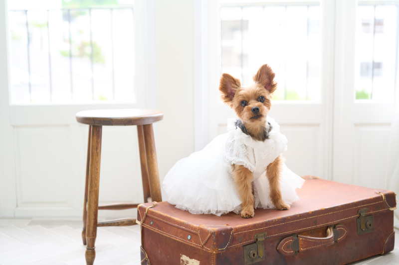 ワンちゃんソロショットも忘れていませんょ^^