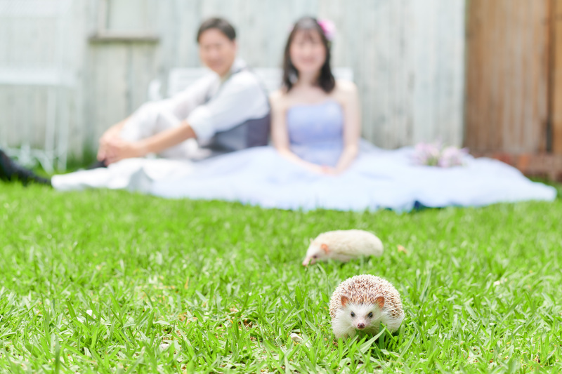 ハリネズミちゃんも自由にお散歩♪