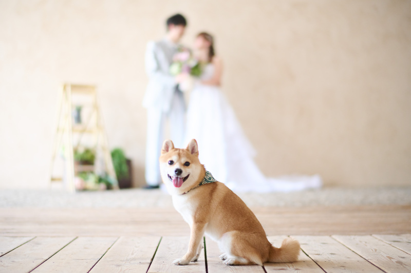 ペットが主役のキメショット!