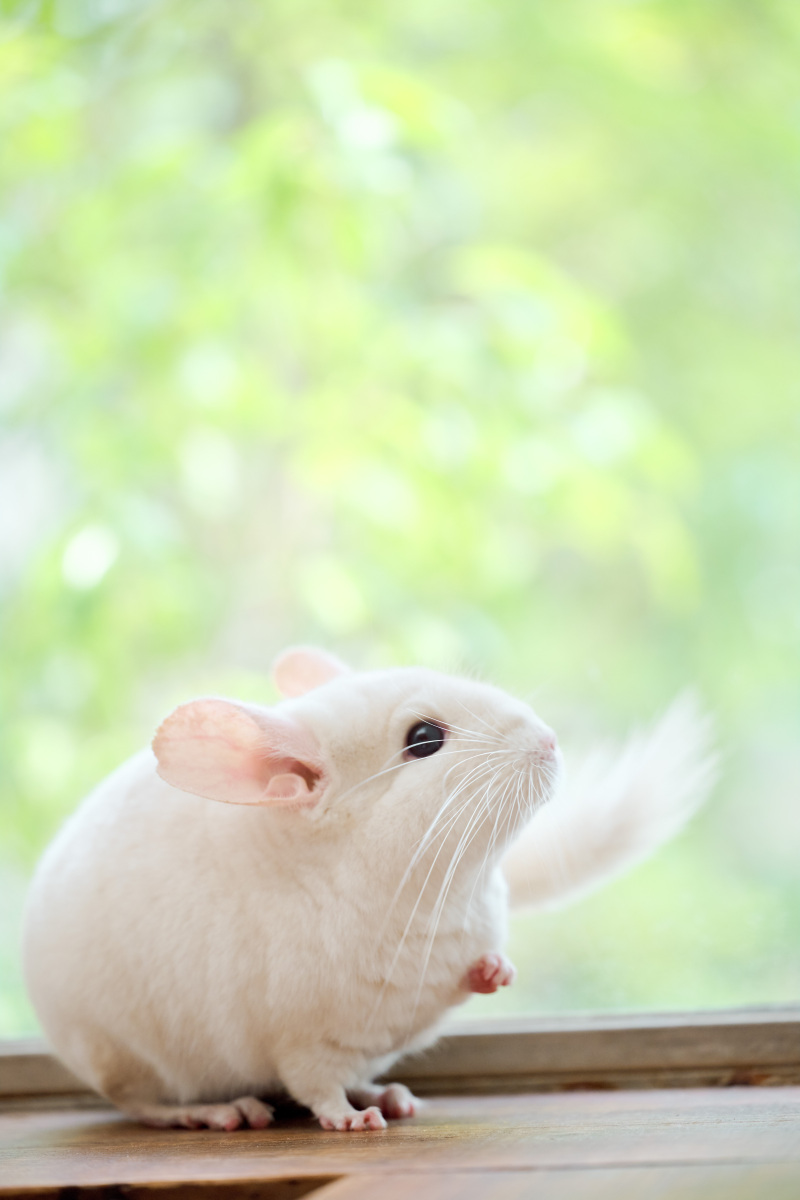 サロンドパルール salon de parure_ペットと一緒に撮影できる