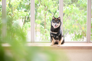 ペットのソロカット撮影