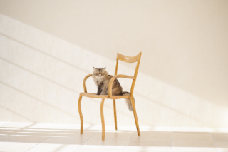 サロンドパルール　salon de parure_大切なペットとの撮影も追加料金なし♪