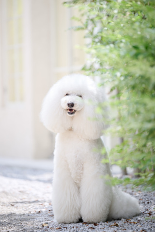 サロンドパルール　salon de parure_大切なペットとの撮影も追加料金なし♪