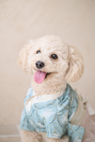 サロンドパルール　salon de parure_サロンドパルール〜幸せな気持ちを残す、写真の結婚式〜